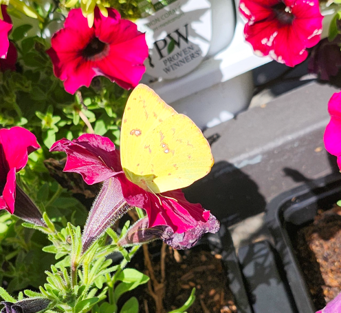 yellowbutterfly yy.png